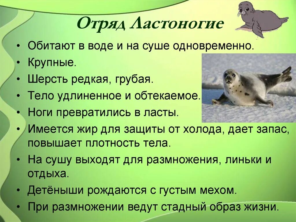 Млекопитающие 8 класс биология кратко. Характеристика отряда ластоногие. Отряд ластоногие описание. Отряды млекопитающих ластоногие. Характерные признаки отряда ластоногие.