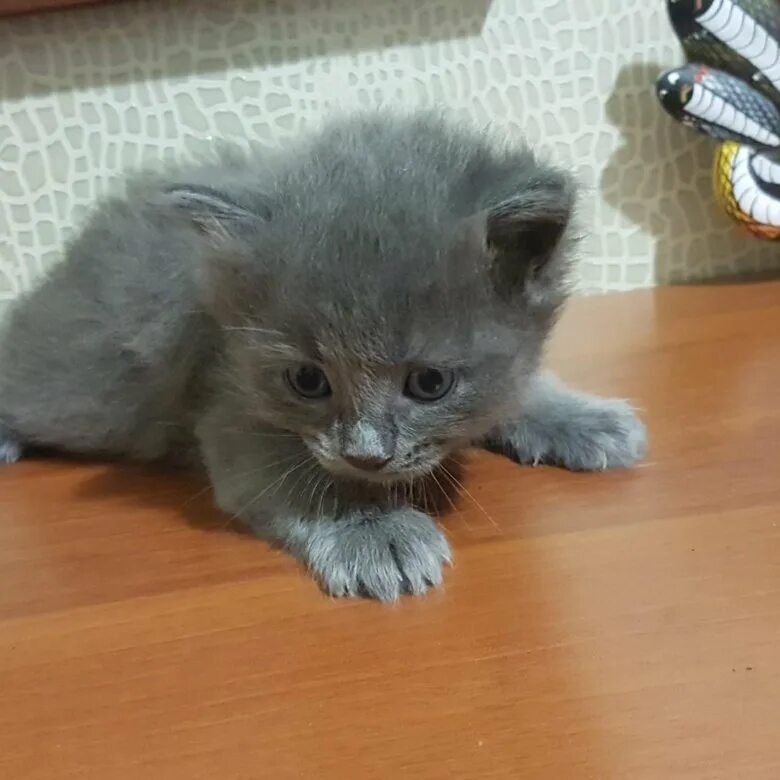 Как выглядит котенок в 1. Котенок 1 месяц. серый котенок 1 месяц. котята маленькие серые 1 месяц. европейский котенок 1 месяц.