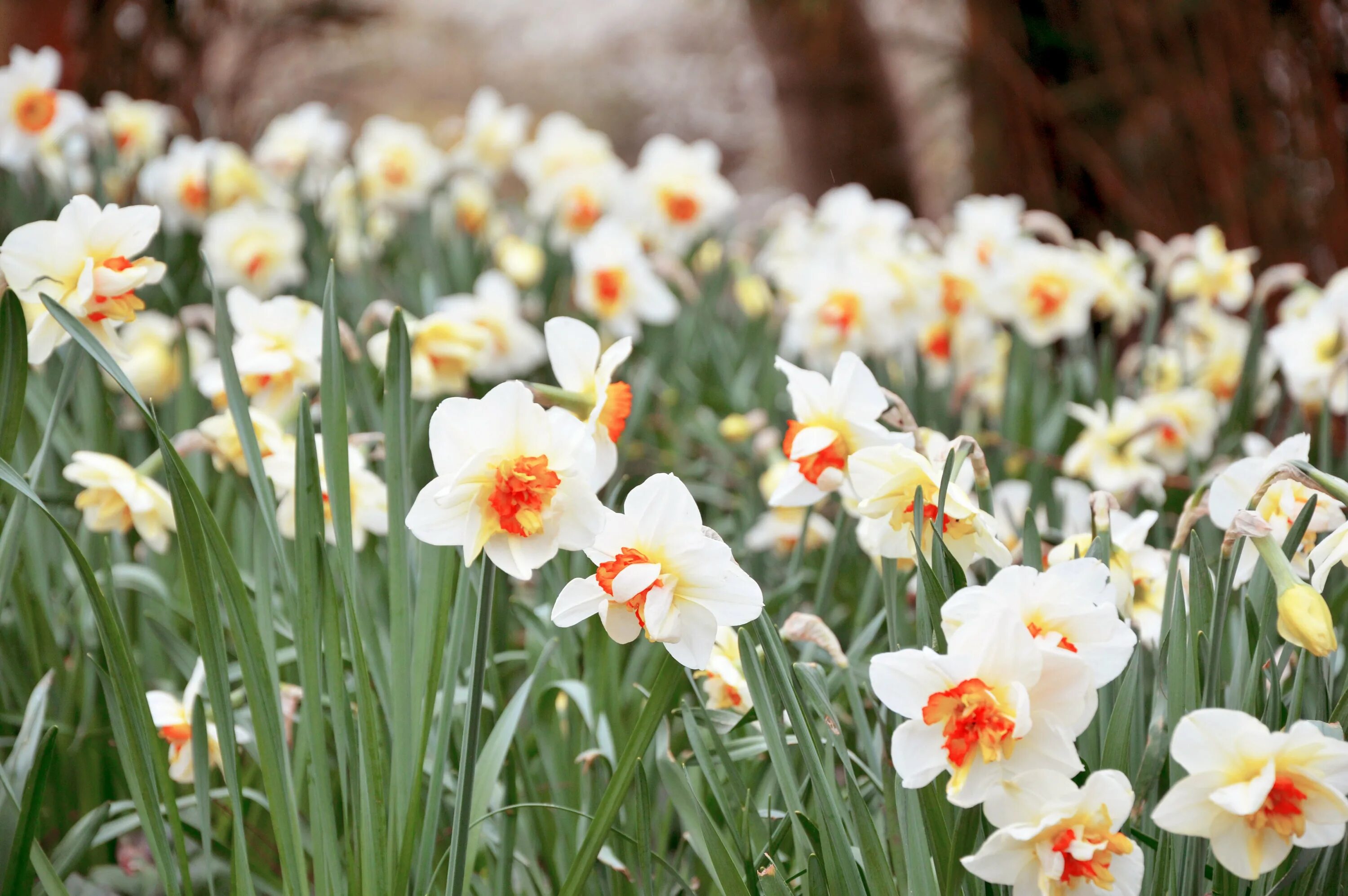 Нарциссы в апреле