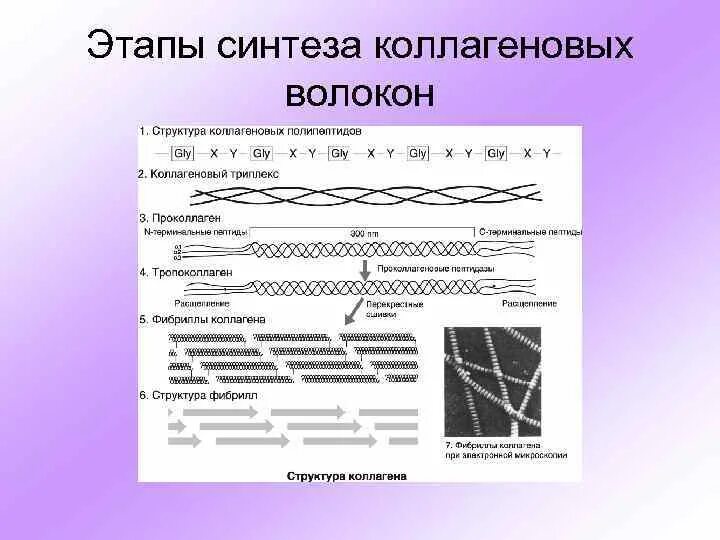 Уровни организации коллагеноволокна. Этапы синтеза коллагеновых волокон. Образование коллагеновых волокон схема. Схема синтеза коллагеновых волокон.