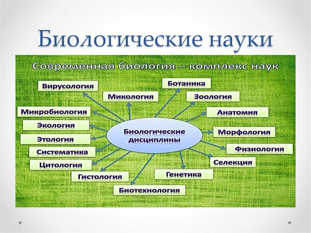 Науки связанные с информацией. Значение биологии как науки. Биологические дисциплины. Биологические знания в жизни человека. Значение биологических знаний.