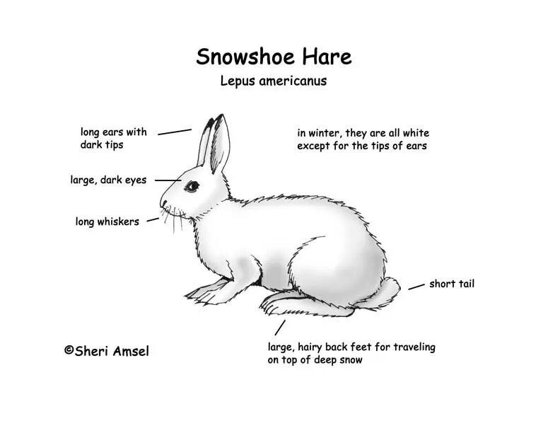 Hare картинка для детей на английском. Snowshoe Rabbits перевод. Кролик перевод. Jackrabbit перевод. Fast hare перевод