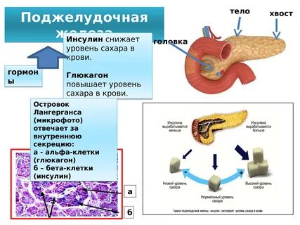 Инсулин поджелудочная железа адреналин