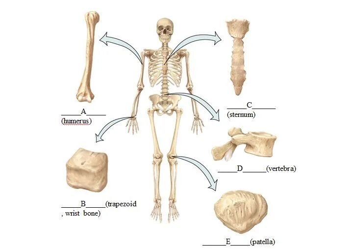 Очистка костей скелета. Types of Bones. Лобковая кость на скелете. 202 Кости скелет.