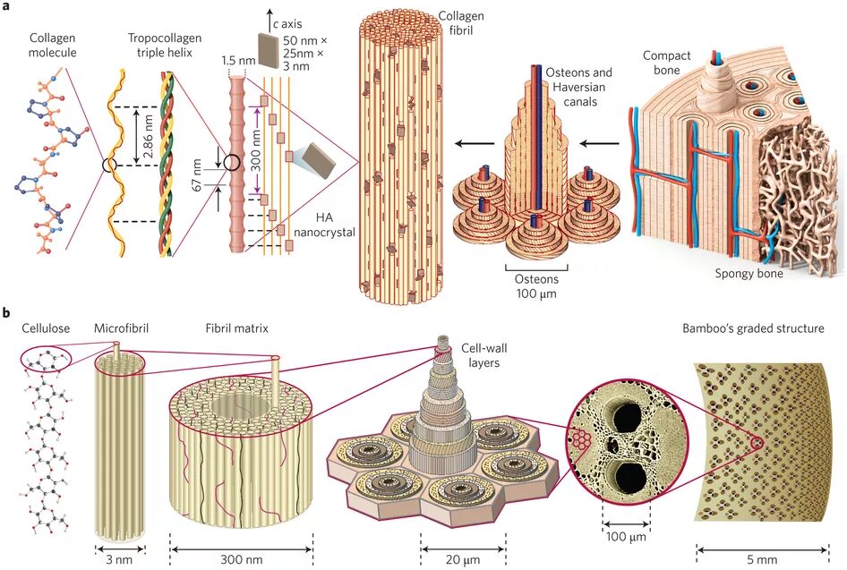 Коллаген эффективность. Коллагеновые волокна в костной ткани. Строение коллагенового волокна. Коллагеновые волокна 1 типа. Коллаген 1 типа кости строение.