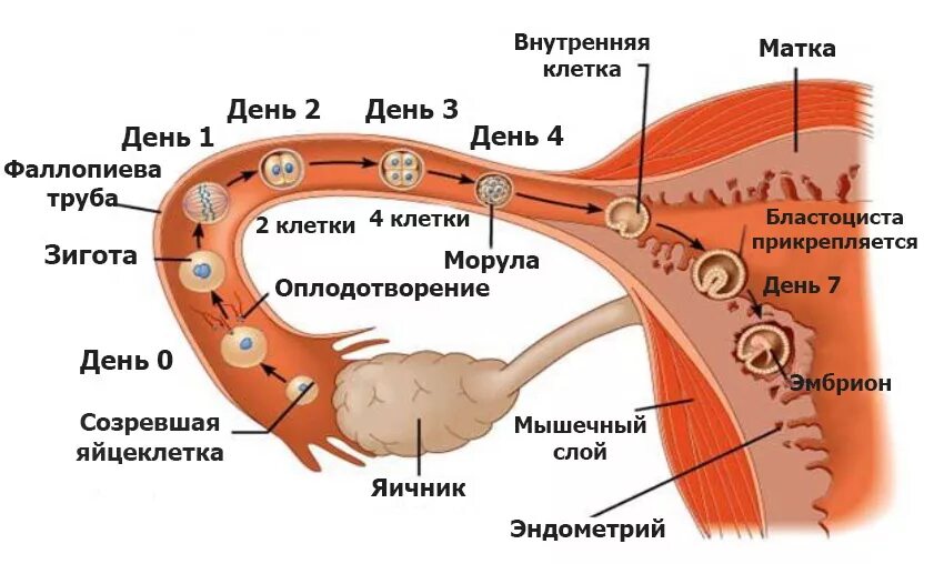 Сколько идет оплодотворение после зачатия