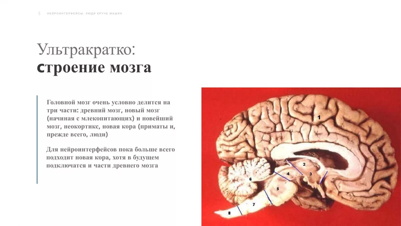 Brain now. Древний и новый мозг. Древний мозг и новый мозг человека.