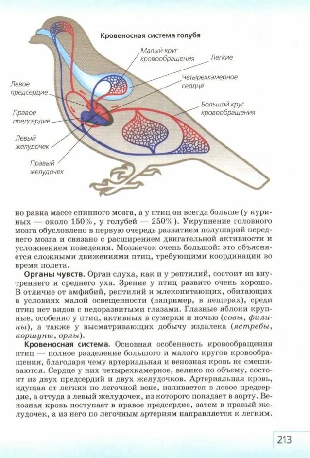 Схема кровеносной системы голубя. Кровеносная система голубя 7 класс. Схема малого круга кровообращения у птиц. Малый круг кровообращения голубь.