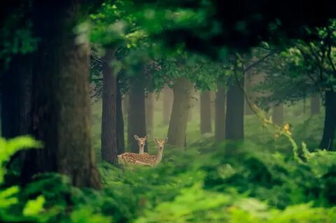 Better forest