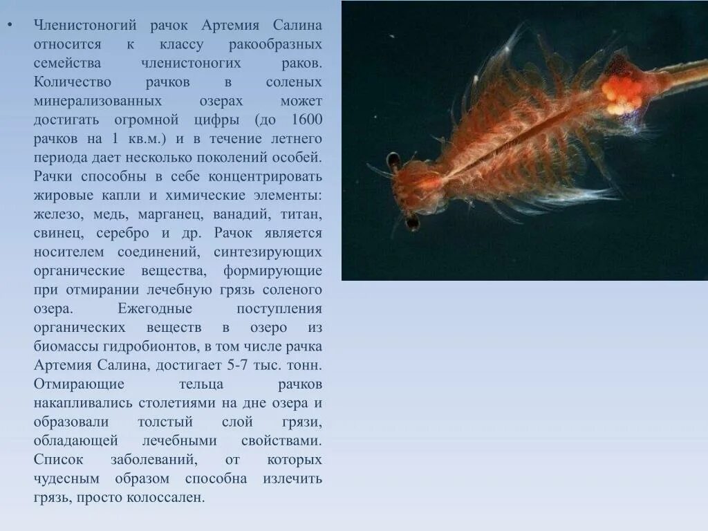 Артемия класс. Ракообразные артемия салина. рачок артемия салина. артемия салина строение.