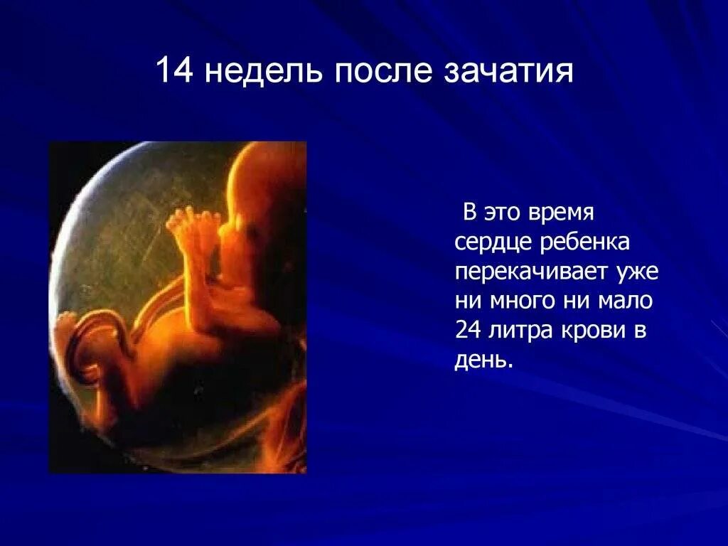 14 недель триместр. Плод ребенка на 14 неделе беременности. 14-15 Недель беременности. Размер ребенка на 14 неделе беременности.