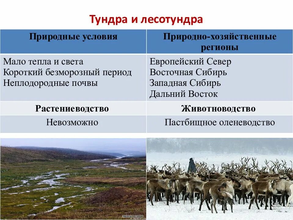 Деятельность человека в тундре. Тундра и лесотундра. Природные зоны тундры и лесотундры. Растениеводство в тундре. Дать характеристику природной зоне тундра