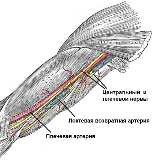 Болит рука и немеет левая рука. Болит рука от плеча до запястья. Болит рукаот зап,стья жо плеча. Немеет левая рука от локтя до кисти. Сильно немеет левая