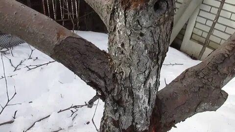 Погибают яблони что делать