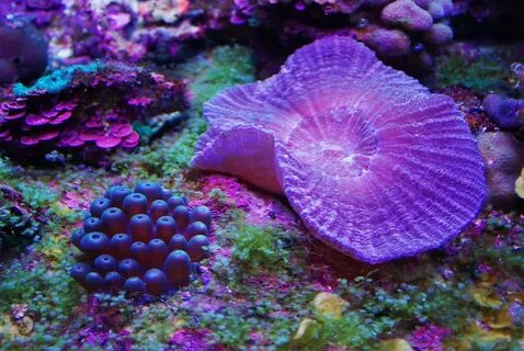 Violet coral