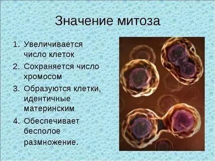 Роль митоза в образовании раковых клеток