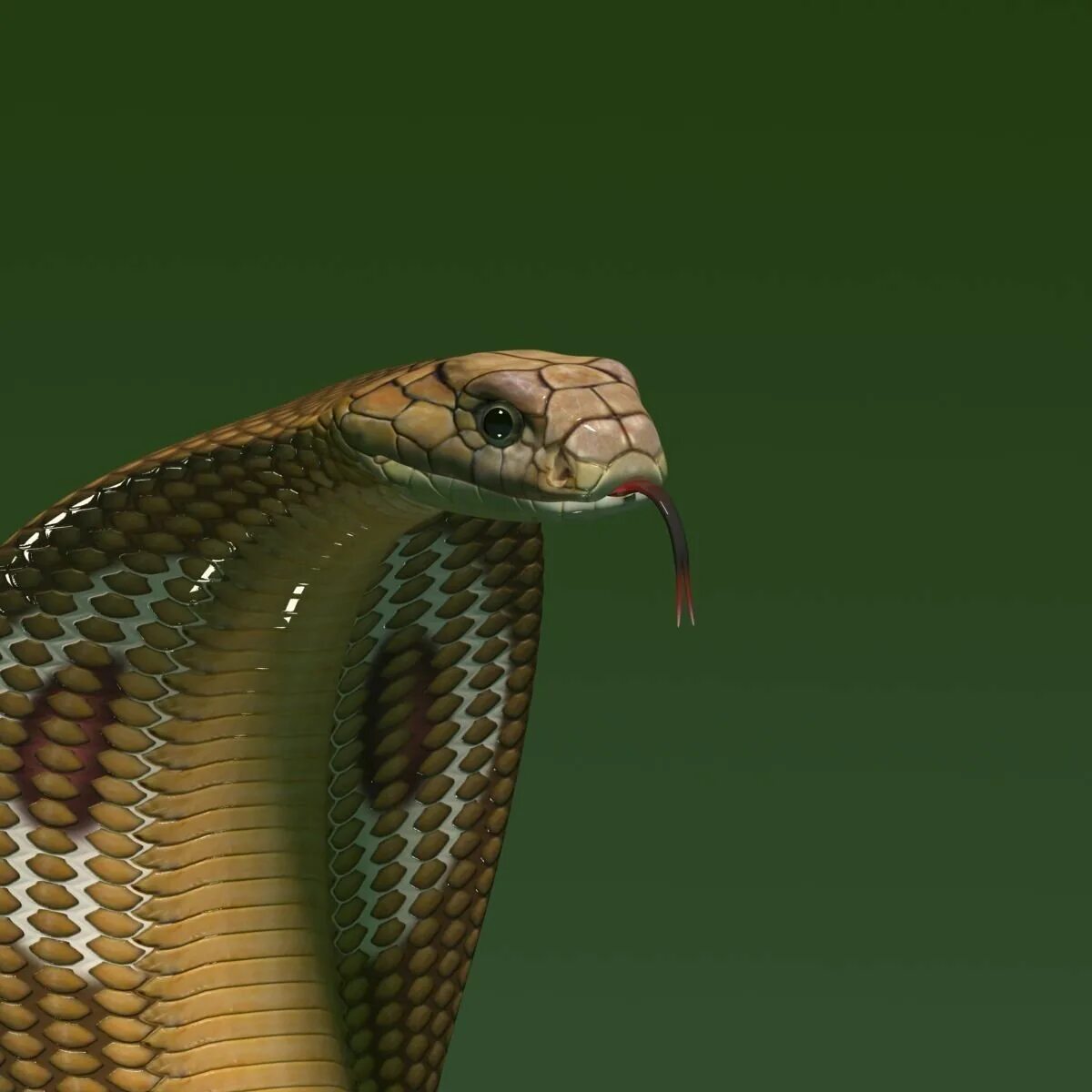 моноклевая кобра. капюшоновая кобра. змея кобра. плюющаяся индийская кобра. под кобра.