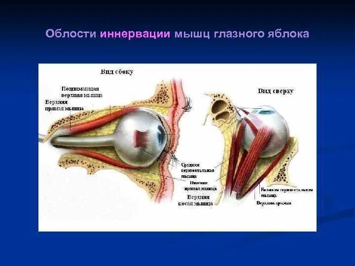 Какой нерв иннервирует глазную мышцу. Иннервация глазного яблока схема. чмн иннервирующие мышцы глаза. мышцы глазного яблока иннервирует нерв. иннервация глазного яблока анатомия.