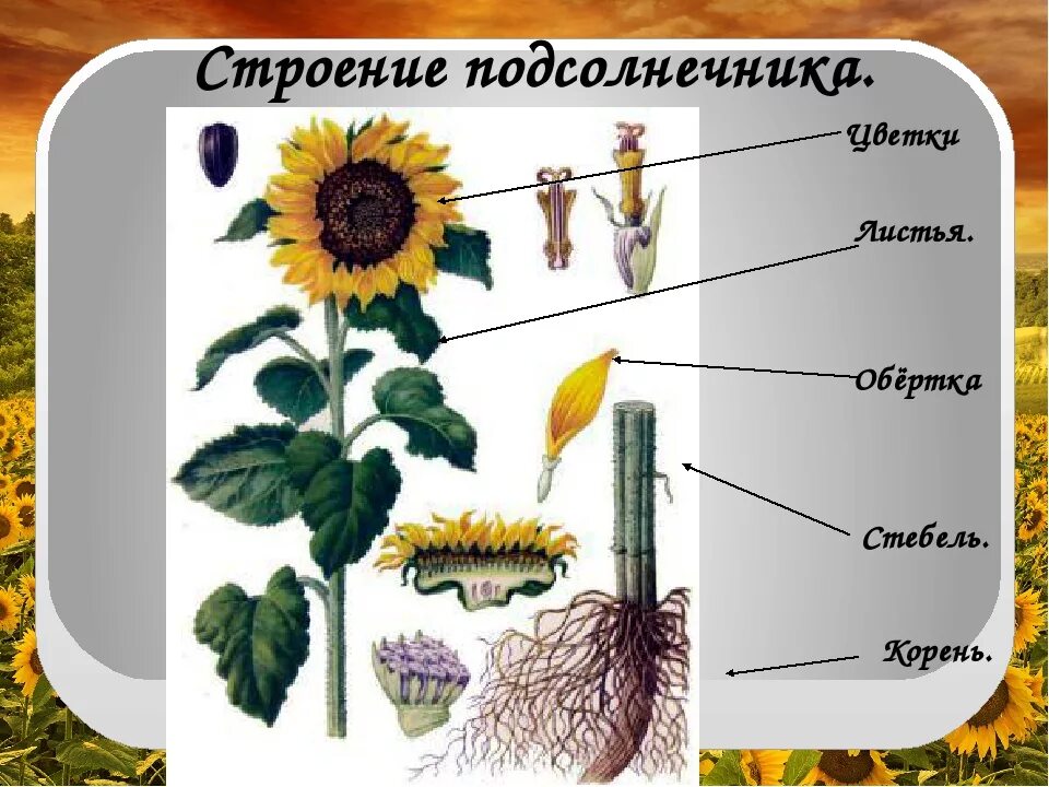 Какой тип стебля у подсолнечника. Подсолнух строение растения. лист подсолнуха строение. строение подсолнечника. строение цветка подсолнечника.