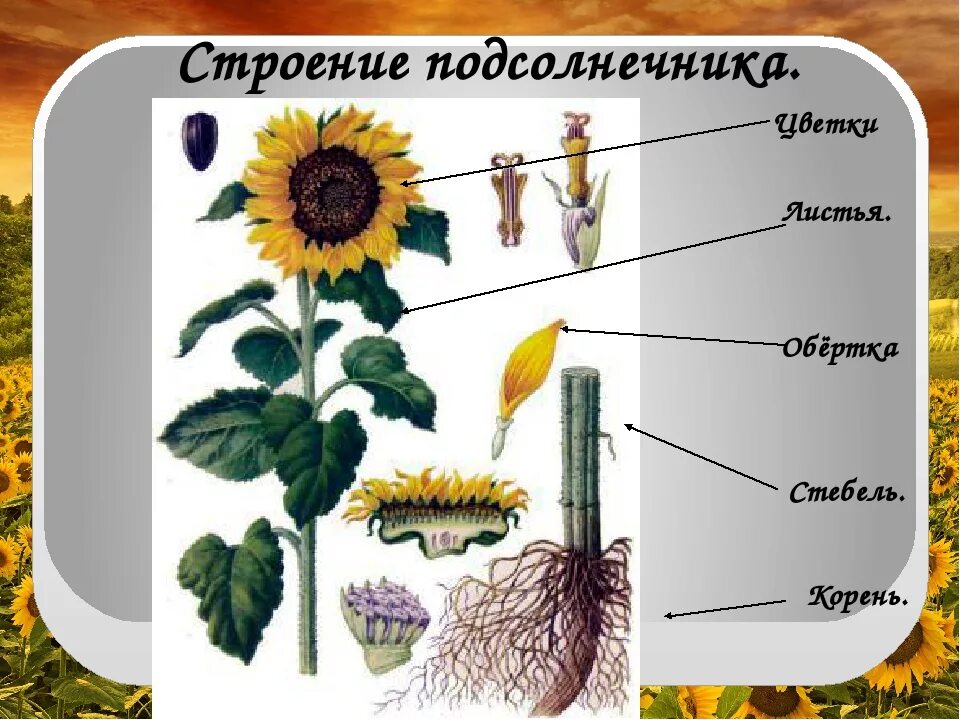 Околоплодник подсолнечника. Строение подсолнуха. Строение подсолнечника. Подсолнух части растения. Строение цветка подсолнечника.