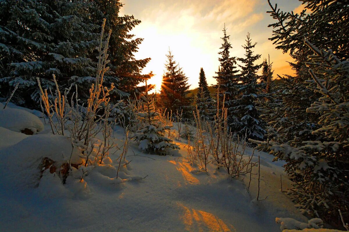 Тишина стоит в зимнем лесу. Тишина стоит в зимнем лесу. Человек в зимнем лесу. Тишина стоит в зимнем лесу. Солнечное зимнее утро.