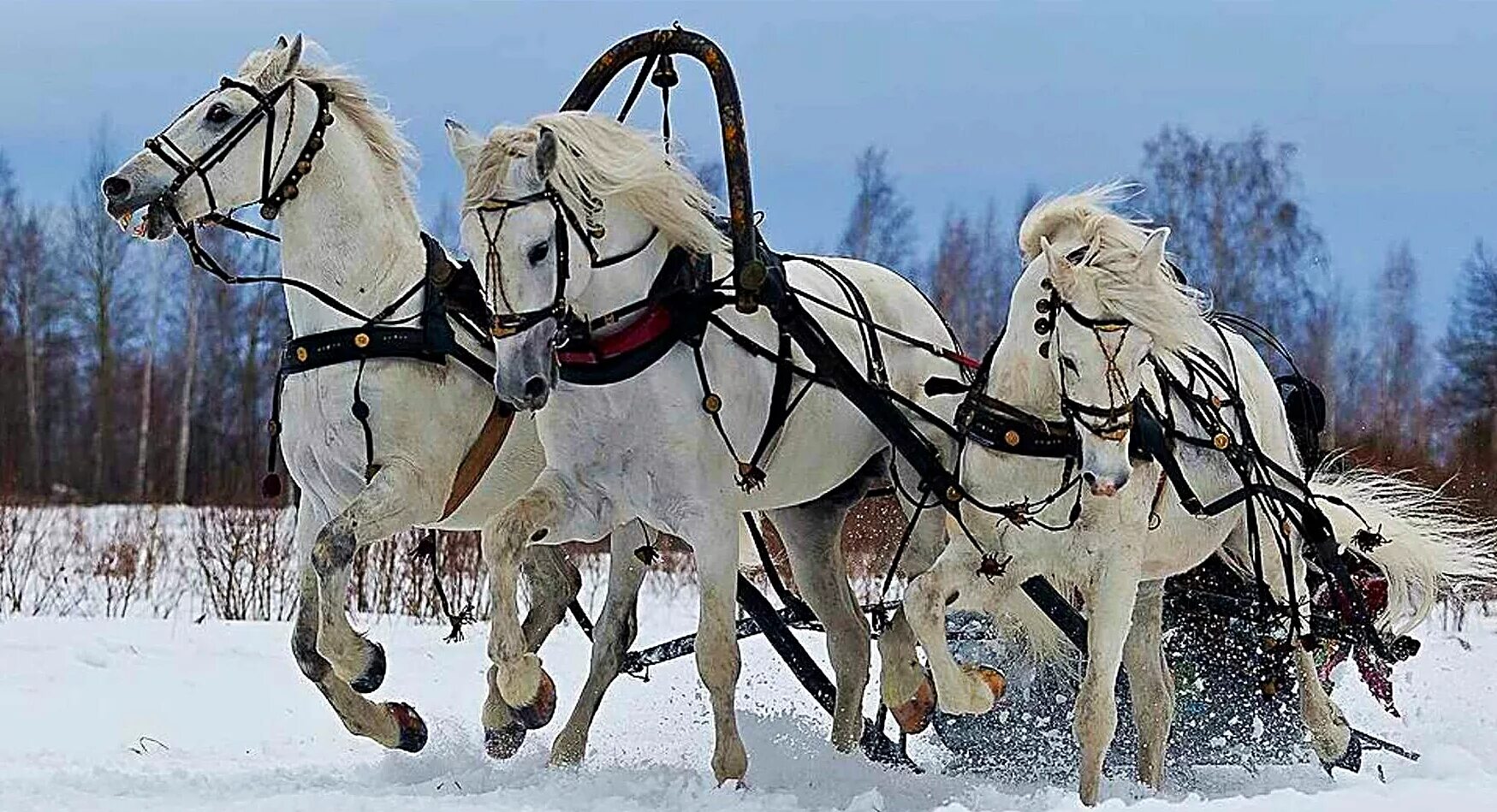 Тройка лошадей пробежала. Русская тройка орловских рысаков. Тройка орловских рысаков в упряжи. Русская тройка запряжка лошадей. Конная упряжка тройка.