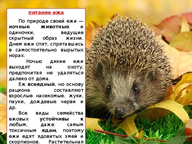 Информация о ежах. Ежик описание. рассказ про ежика. информация про ёжика. рассказ про ежа.