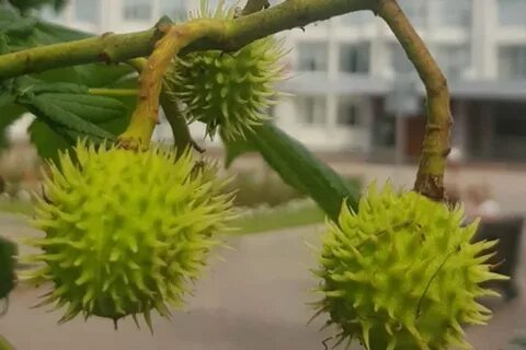 Где в красноярске растут