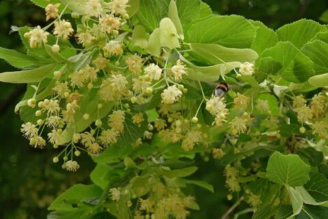 Tilia cordata komsta mini