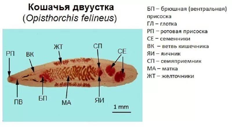 Кошачья двуустка какое развитие. Жизненный цикл кошачьей двуустки Opisthorchis felineus.. Кошачий (Сибирский) сосальщик (Opisthorchis felineus). Описторхоз кошачий сосальщик. Кошачий Сибирский сосальщик Opisthorchis felineus строение.