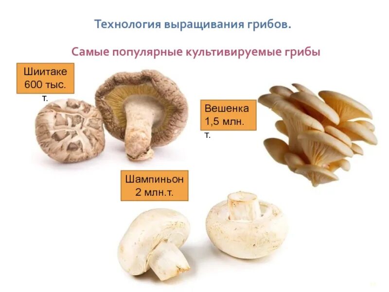 Технология выращивания грибов. Условия выращивания культивируемых грибов. Искусственно выращенные грибы названия.