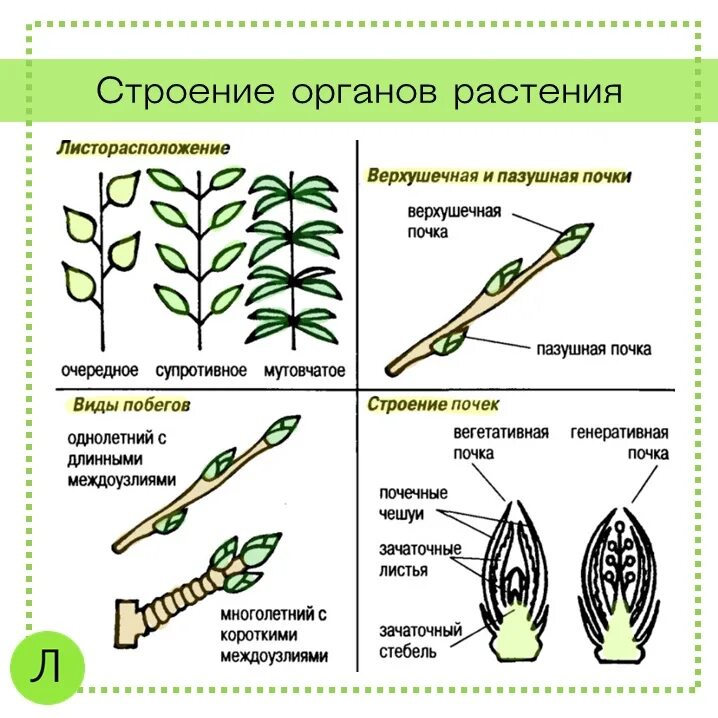 Два типа побегов. Почки расположение биологии 6. Строение органов почка растения. Строение побега,листорасположение,строение почек. Расположение почек на побеге растения.