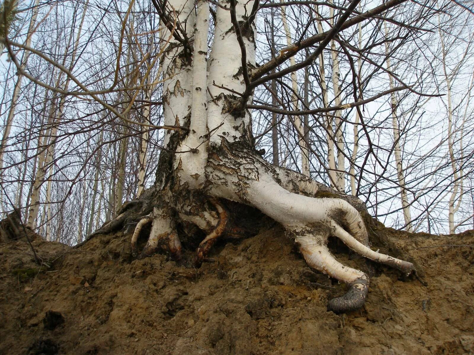 Раненая береза. Причуды природы. Корни березы. Корень бер. Корневая березы.