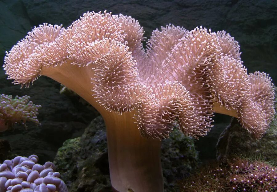 Где находится морской гриб. Саркофитон коралл. Саркофитон зеленый. Фунгия коралл. Sarcophyton glaucum.