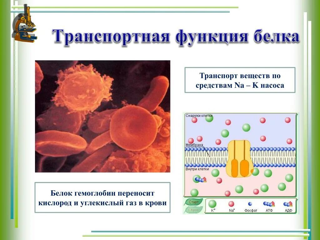 Белки наследственная функция. Транспортная функция белков. Транспортная функция белка в организме. Транспортный белок функции. Транспортные белки функции.