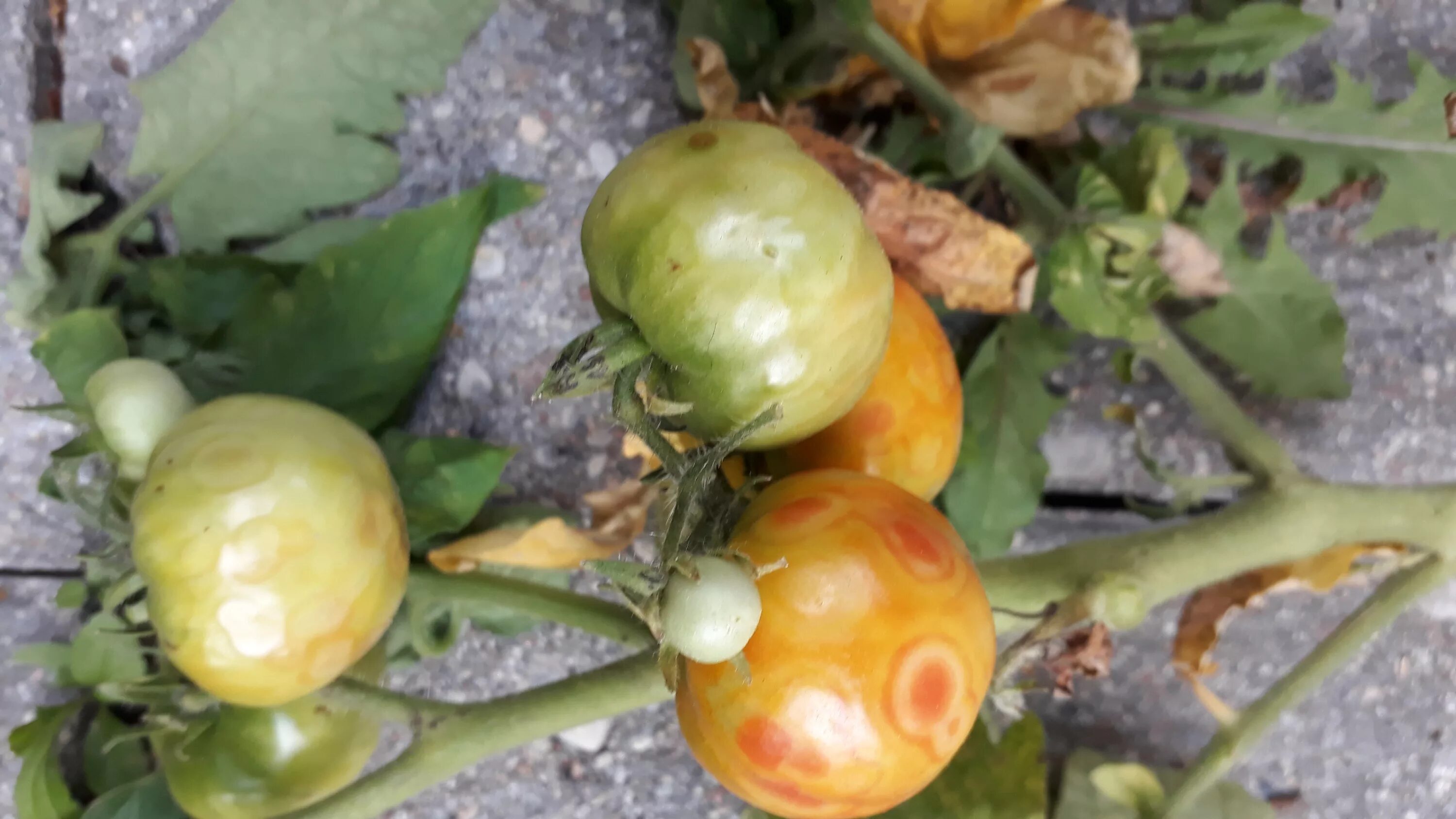 Болезни помидор описание с фотографиями. Антракноз плодов томатов. Botrytis cinerea томата. Болезни томатов серая гниль. Серая гниль на томатах.