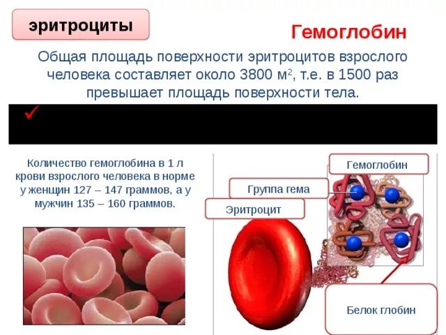 Лейкоциты эритроциты понижены. Эритроциты человека. Гемоглобин. Повышение и понижение эритроцитов. Эритроциты крови человека.