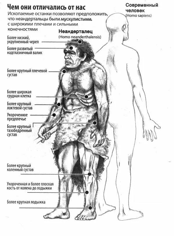 Чем отличаются современные люди. Строение тела неандертальца. Скелеты неандертальца и хомо сапиенса. Неандерталец анатомия тела. Неандерталец кроманьонец и современный человек.