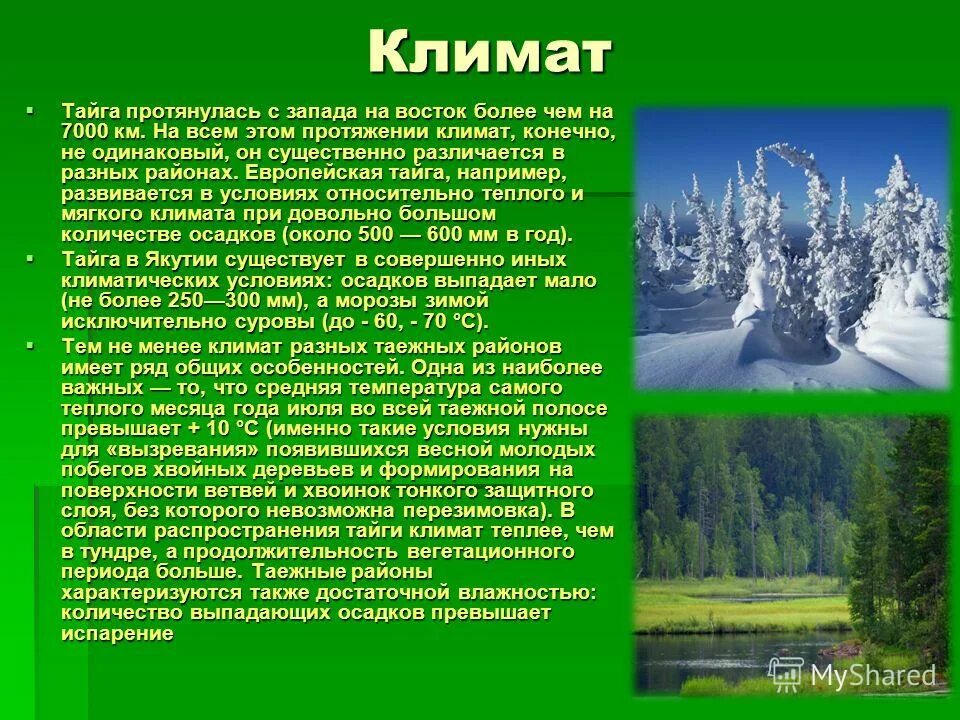 Климат тайги в России 8 класс. Природные зоны России Тайга климат. Климат в тайге 5 класс. Сообщение о тайге.
