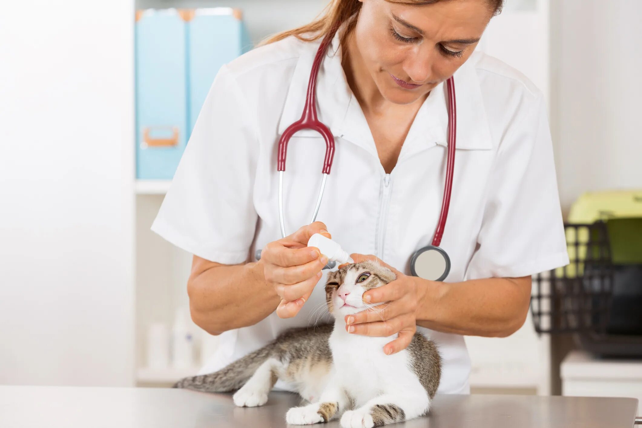 Биография ветеринара. Ветеринар. Кот у ветеринара. Ветеринар с кошкой. Кошки в медицине.