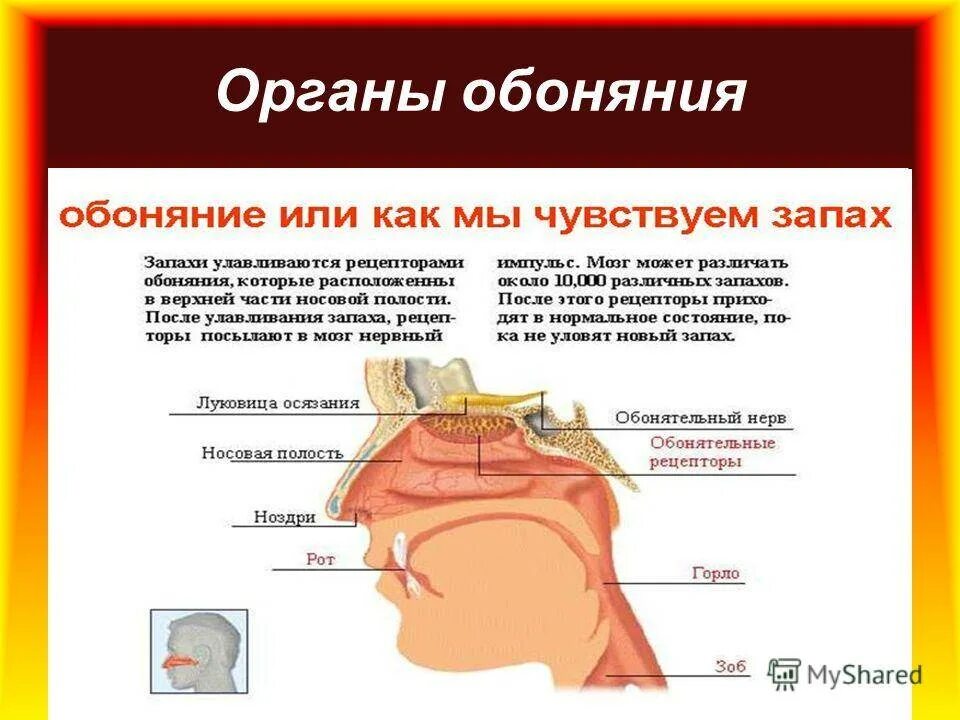 Сколько пропадает обоняние