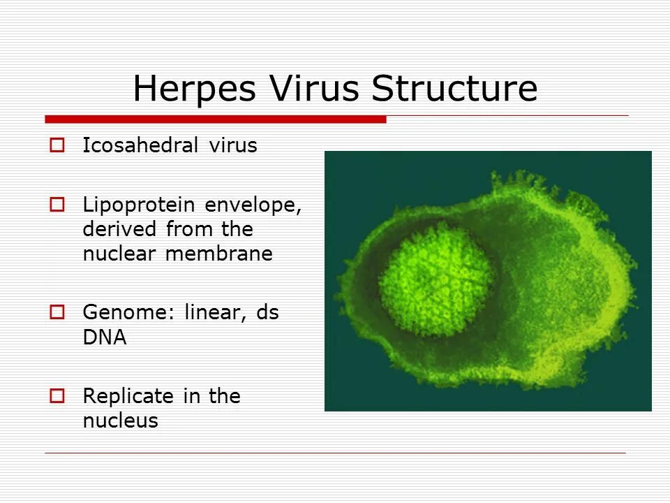 Герпес virus. Human herpes