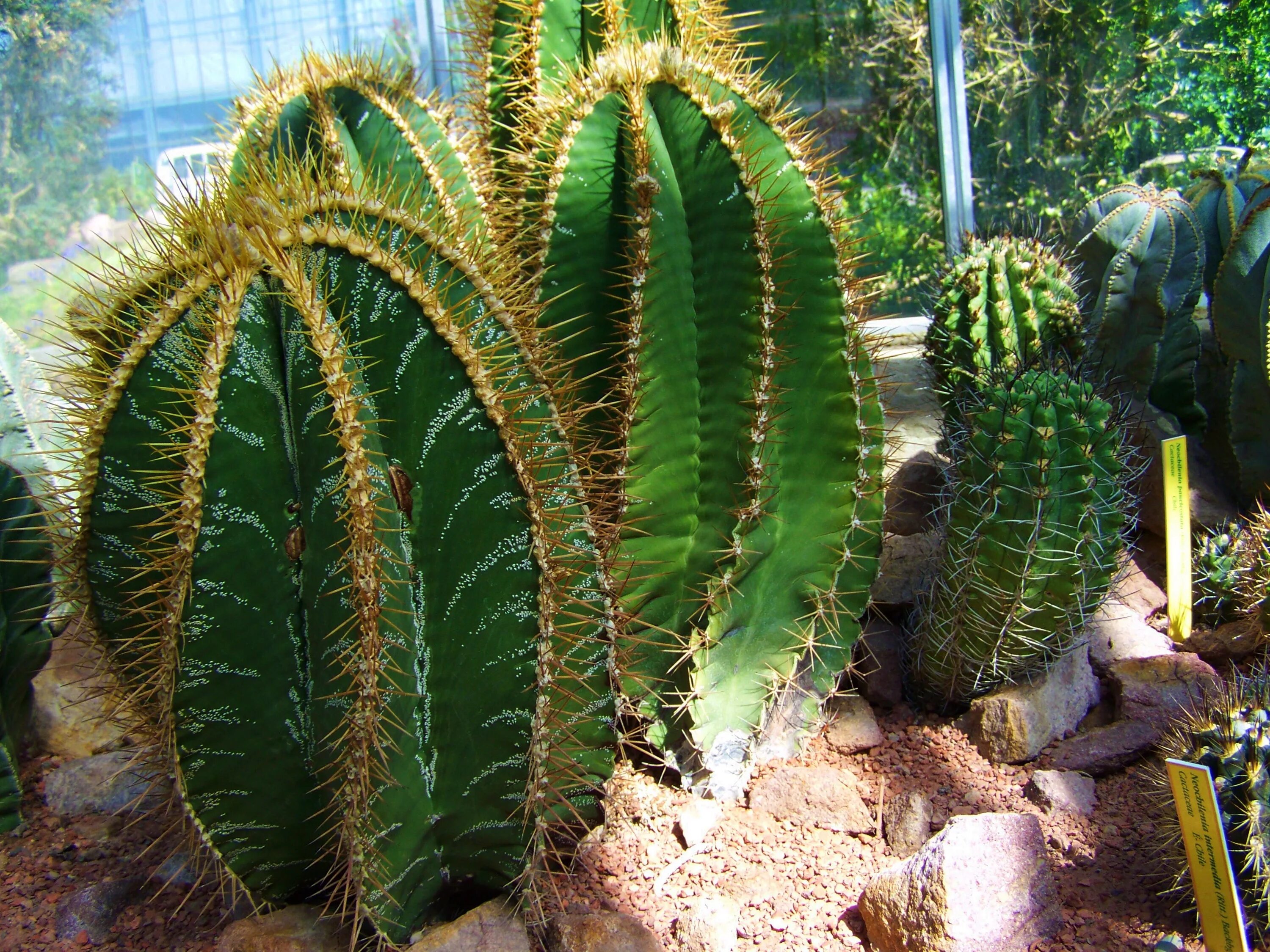 Mexican cactus. Кактус Акантоцереус. Опунция Кактус Мексика. Кактус цереус мексиканский искусственный. Кактус Анданте.