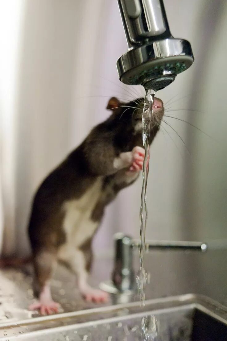 Крыса писает. Самая большая крыса в доме находка. Крыса писает. Крыса писает. Крыса писает.