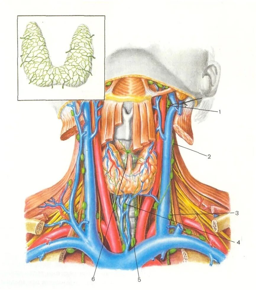 Сонная артерия яремная Вена блуждающий нерв. Лимфатические сосуды шеи анатомия. Шейные яремные лимфоузлы. Лимфатическая система шеи топографическая анатомия. Лимфоузлы на щитовидке