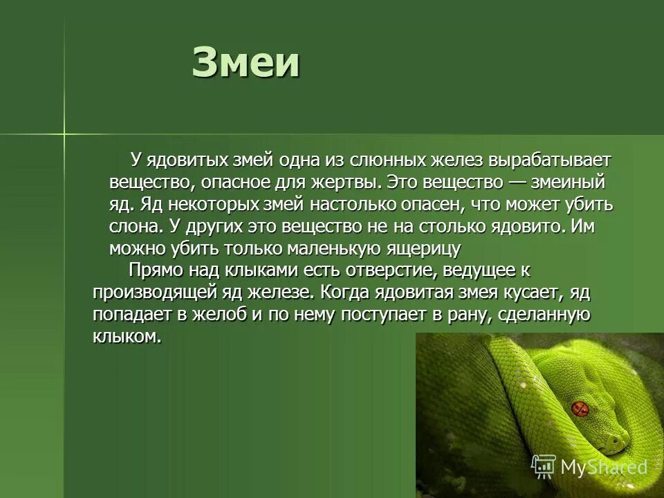 Сообщение на тему опасные. Бывают ли животные опастны. презентация опасные животные. ядовитые животные доклад. ядовитые животные презентация.