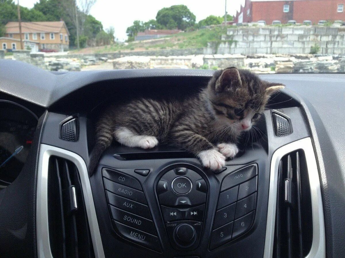Коты ездят. Котик в машине. Котенок за рулем. Машина кошечка. Кот на торпеде автомобиля.