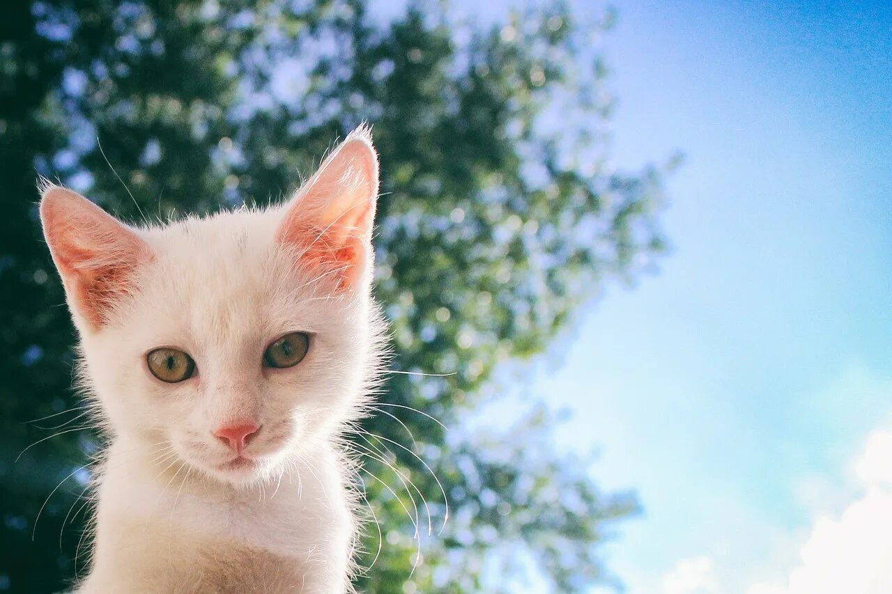 Белый кот мурзик. Белый котенок. Белый котенок с желтыми глазами. Белые коты. Белая разноглазая кошка.