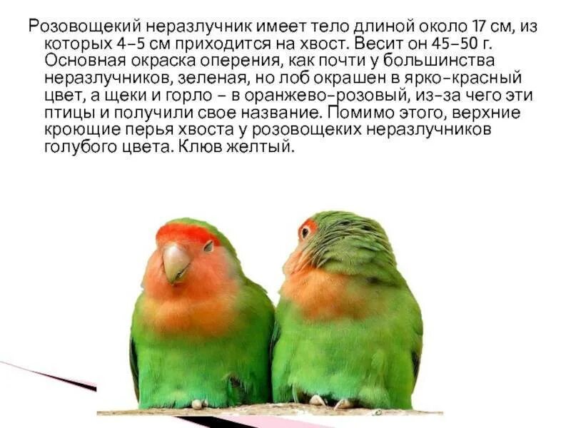 Как определить пол неразлучника. Неразлучники попугаи. рассказ о попугаях неразлучниках. попугай неразлучник самец и самка. розовощёкий неразлучник фишера.