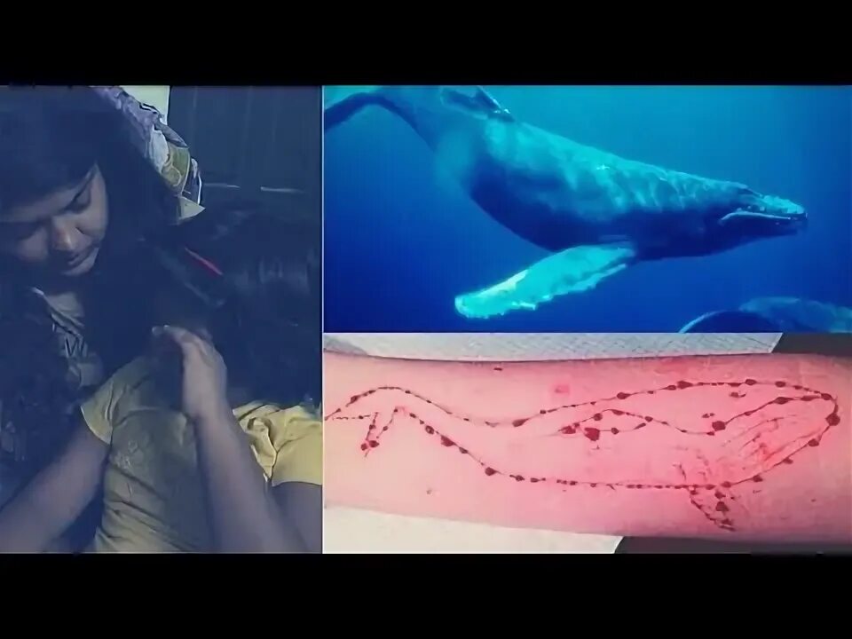 Whale song could reveal true impact of slaughter Blue whale, Whale species, Whal